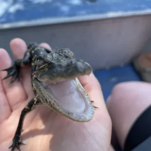 Baby alligator
