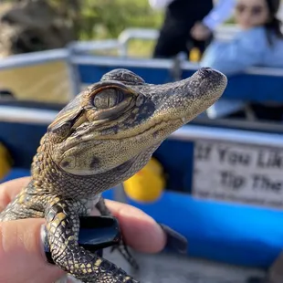 Baby alligator