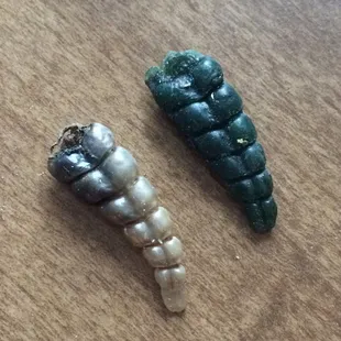 Original rattlesnake tail and wax casting.