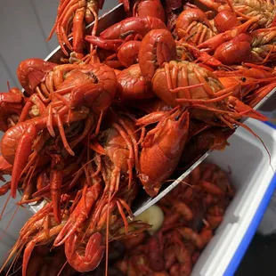 a bucket full of lobsters