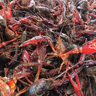 Live Crawfish From February to August or when Ordered.