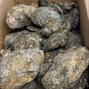 Live Oysters!