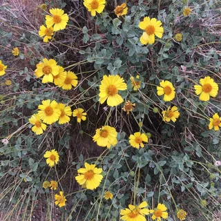 Kansas T.