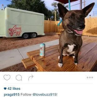 a dog sitting on a picnic table