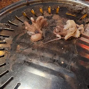 Octopus