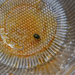 Found a Beetle in my daughters noodles