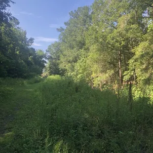 Behind the first &quot;forest&quot;