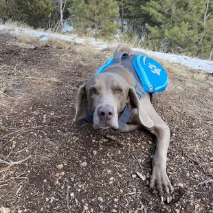 Sarge, my 7 year old Weimaraner rescue.