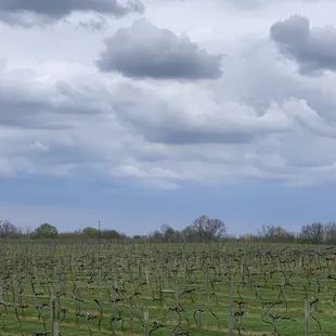 The vineyard at Lovers Leap