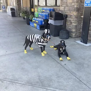 You will meet nice people and their pets