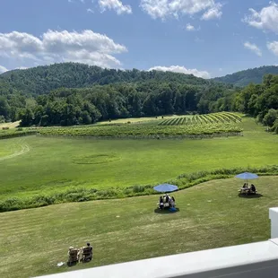 a view of the vineyard from the deck