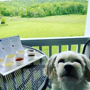 Dog and tasting