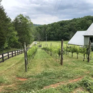 a view of the vineyard