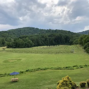 a view of the vineyard