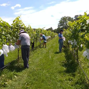 Bagging clusters with the wine club