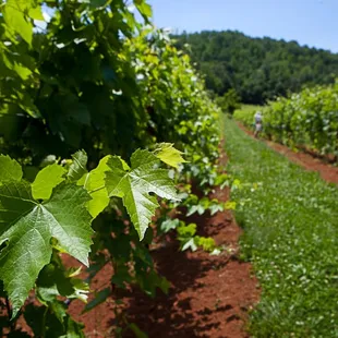 Organic vineyard full of happy energy.