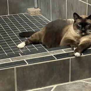 Kitty in shower