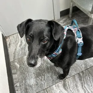 Coal says, "Brandon the vet tech is so nice!"