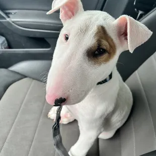 Turnip wet and cold from the storm.