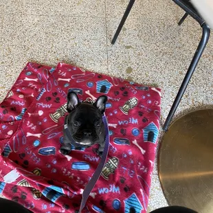 a small dog sitting on a blanket