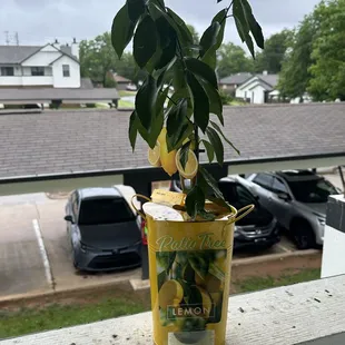 Lemon tree on clearance $15