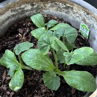 Zucchini plants for $4.99