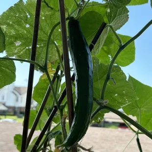 Cucumber