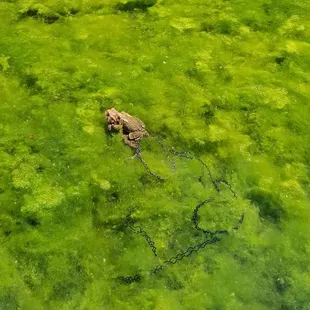 Toads laying eggs.