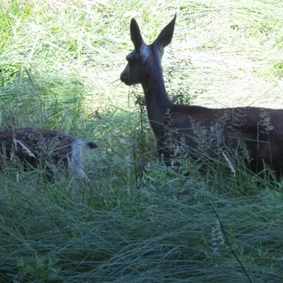 Meadow next to Lower pines full of deer!!!