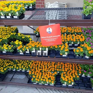 Flower sale already?