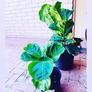 Fiddle leaf plants