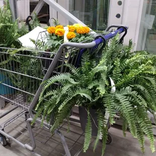 Fern season!
