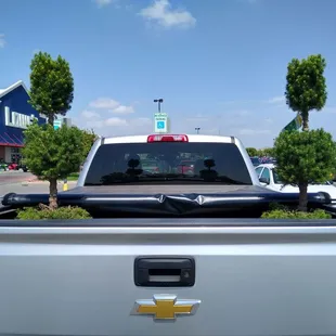 My new Poodle Dwarf Spruces on their way home!