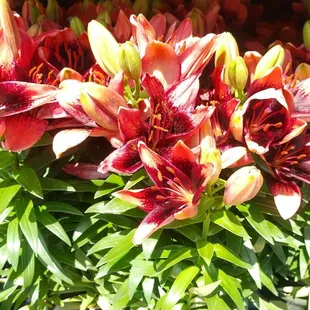 Lillies