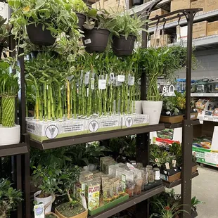 Bamboo, bulbs and more