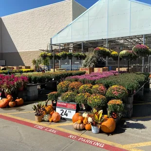 Pumpkins and flowers