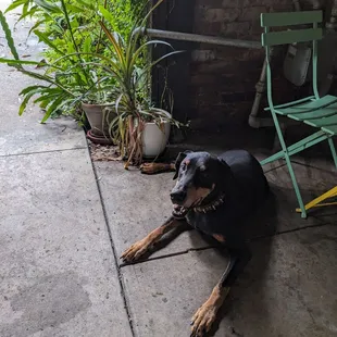 Cute dog on the patio