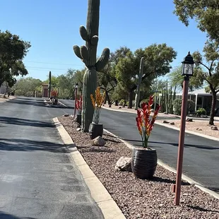 HOA median flowers, and pots