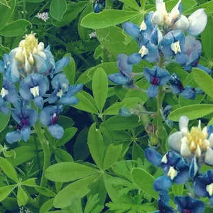 bluebells April 2024