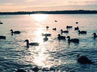 Richard Simpson Park