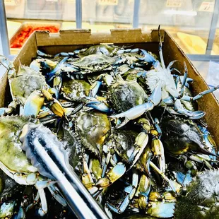 FRESH LIVE BLUE CRABS - Male and Female - FRESH ARRIVAL Every Wednesday!