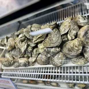 Fresh Oysters Wild Caught