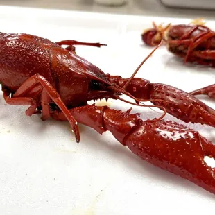 Jumbo Crawfish