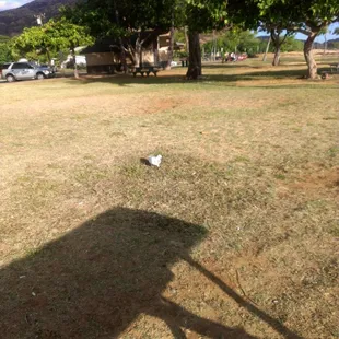 Lone dove(or should I say pidgeon). LOL.