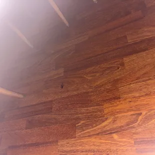 Roach