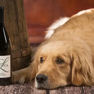 This dog loves himself some Lucca.