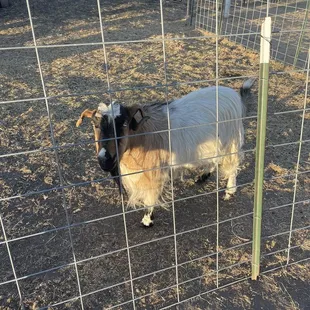 a goat in a fenced area