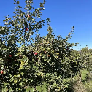 apple trees in the orchard