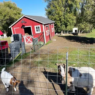 goats in a fenced in area