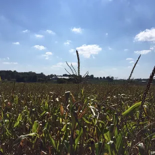 Beautiful peaceful environment